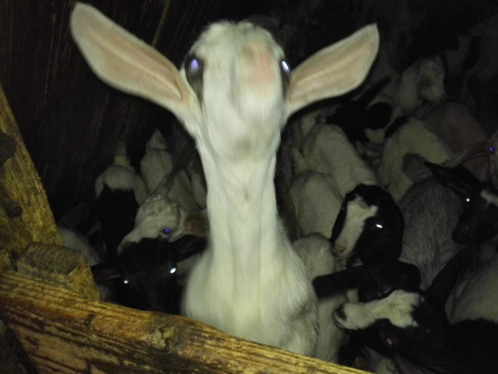 B&B Helga'S Agricampeggio Seùlo Kültér fotó